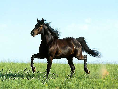 инструмент выделения изображения - волшебная палочка